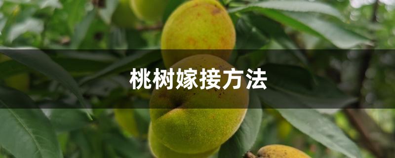 桃树嫁接方法 桃树嫁接方法