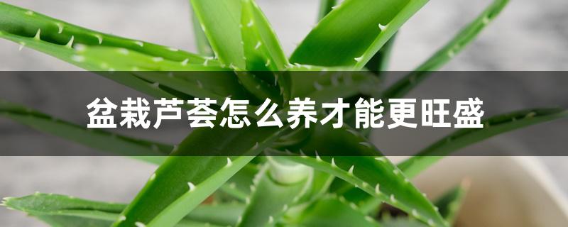 盆栽芦荟怎么养才能更旺盛 盆栽芦荟怎么养才能更旺盛