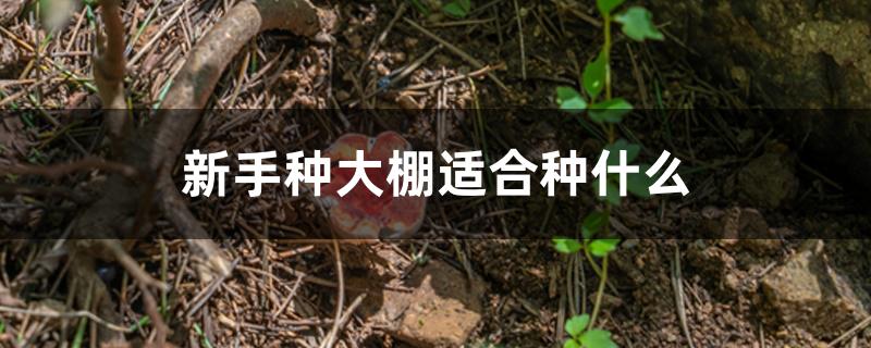 新手种大棚适合种什么 新手种大棚适合种什么