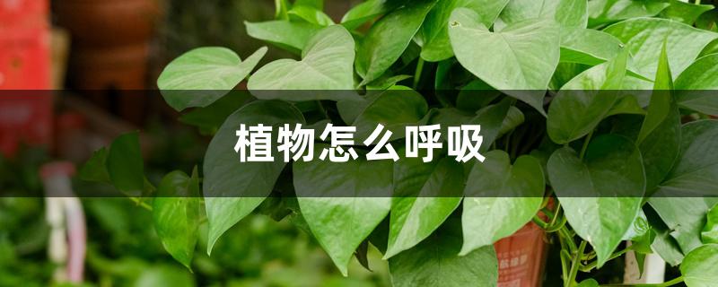植物怎么呼吸 植物怎么呼吸