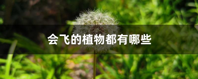 会飞的植物都有哪些 会飞的植物都有哪些