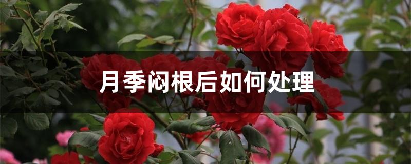 月季闷根后如何处理 月季闷根后如何处理