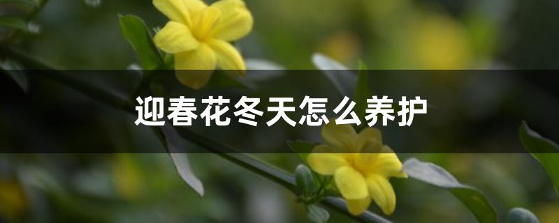 迎春花冬天怎么养护 迎春花冬天怎么养护