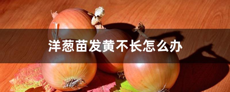 洋葱苗发黄不长怎么办 洋葱苗发黄不长怎么办