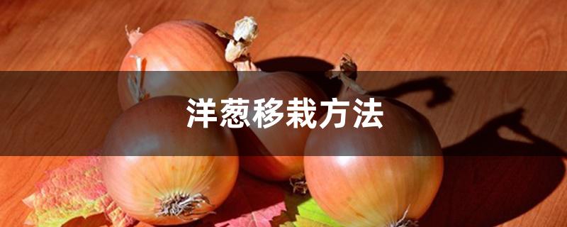 洋葱移栽方法 洋葱移栽方法