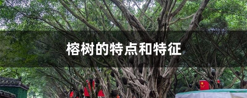 榕树的特点和特征