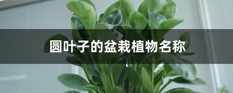 圆叶子的盆栽植物名称
