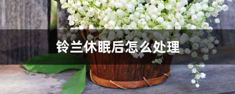 铃兰休眠后怎么处理 铃兰休眠后怎么处理