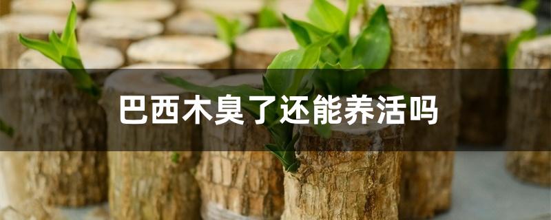 巴西木臭了还能养活吗 巴西木臭了还能养活吗