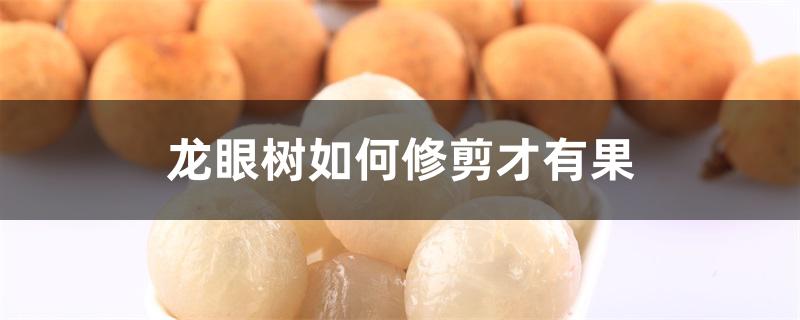 龙眼树如何修剪才有果 龙眼树如何修剪才有果