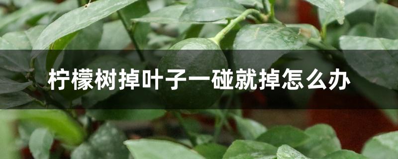 柠檬树掉叶子一碰就掉怎么办