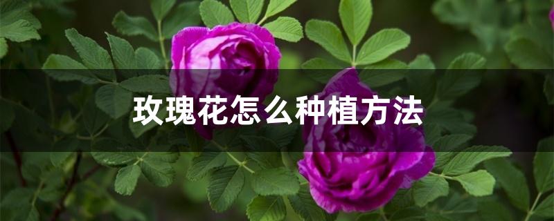 玫瑰花怎么种植方法 玫瑰花怎么种植方法