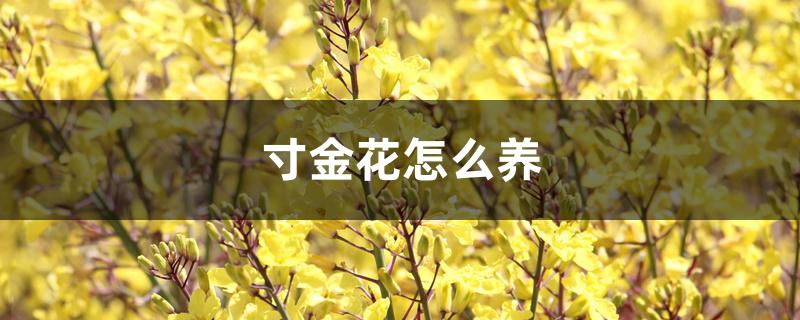 寸金花怎么养 寸金花怎么养