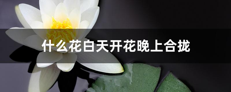 什么花白天开花晚上合拢 什么花白天开花晚上合拢