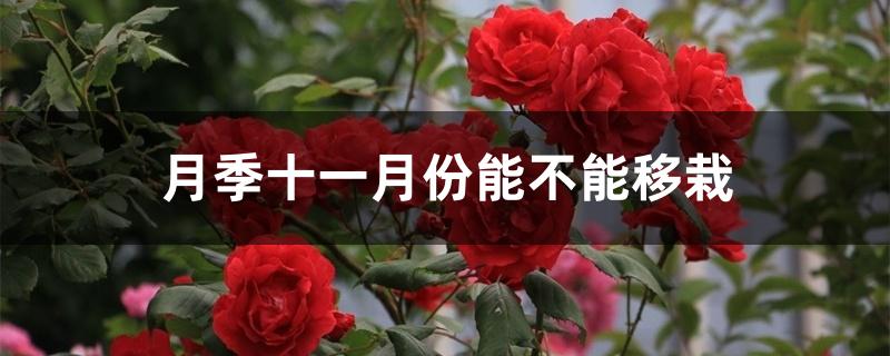 月季十一月份能不能移栽 月季十一月份能不能移栽