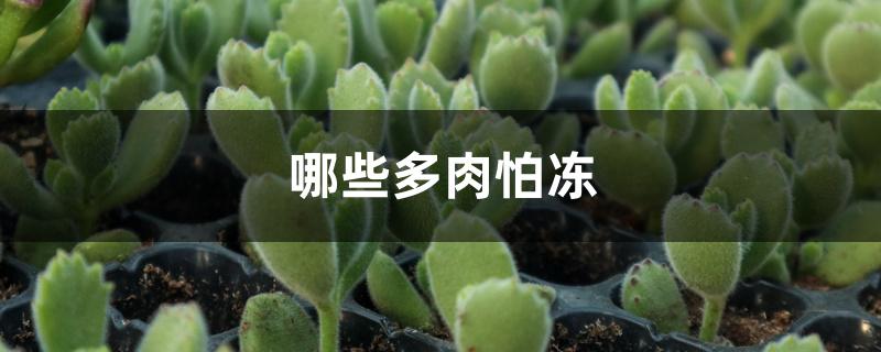哪些多肉怕冻 哪些多肉怕冻