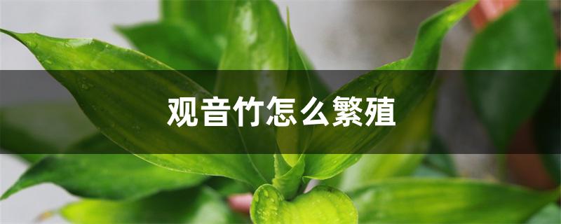 观音竹怎么繁殖 观音竹怎么繁殖