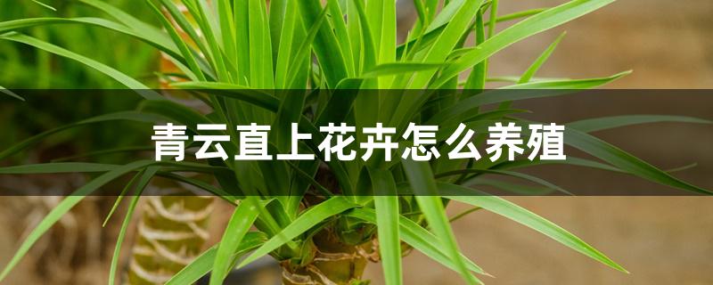 青云直上花卉怎么养殖 青云直上花卉怎么养殖