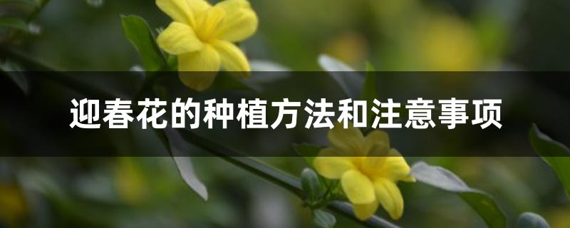 迎春花的种植方法和注意事项 迎春花的种植方法和注意事项