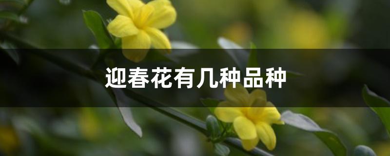 迎春花有几种品种