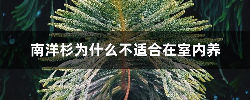 南洋杉为什么不适合在室内养 南洋杉为什么不适合在室内养