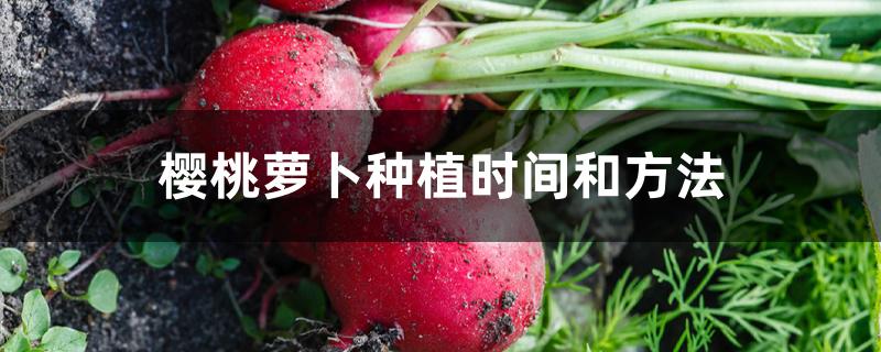 樱桃萝卜种植时间和方法 樱桃萝卜种植时间和方法