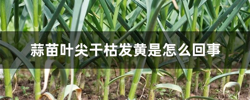蒜苗叶尖干枯发黄是怎么回事 蒜苗叶尖干枯发黄是怎么回事