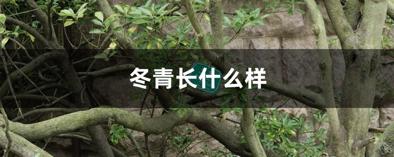 冬青长什么样 冬青长什么样