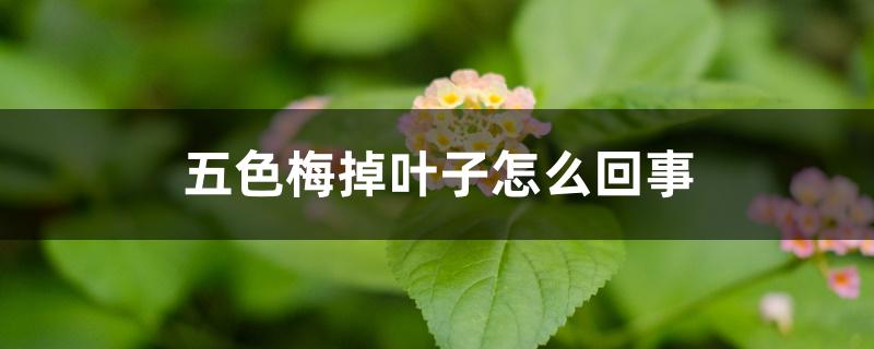 五色梅掉叶子怎么回事 五色梅掉叶子怎么回事
