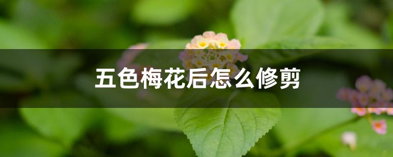 五色梅花后怎么修剪 五色梅花后怎么修剪