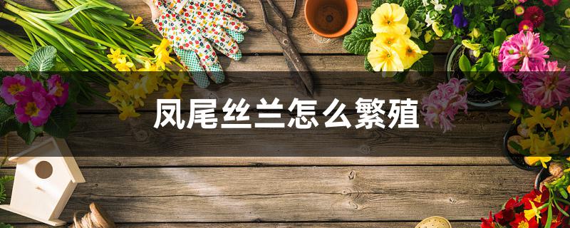 凤尾丝兰怎么繁殖 凤尾丝兰怎么繁殖