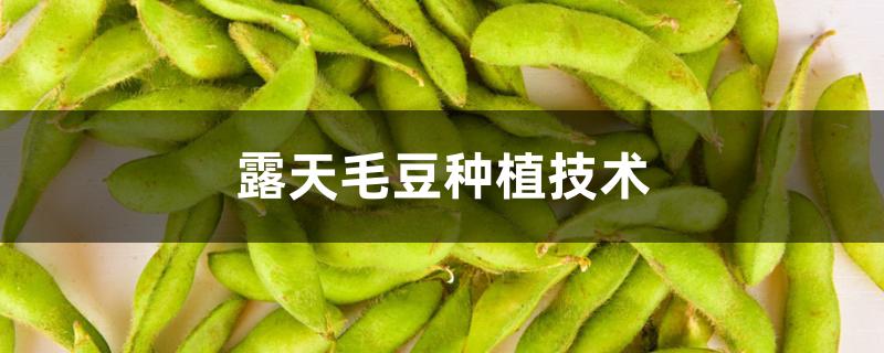 露天毛豆种植技术 露天毛豆种植技术