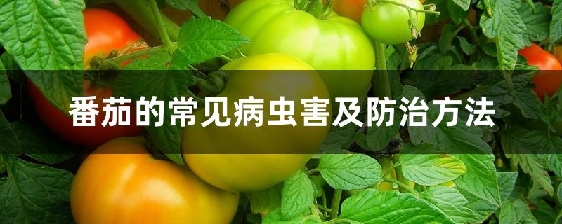 番茄的常见病虫害及防治方法 番茄的常见病虫害及防治方法