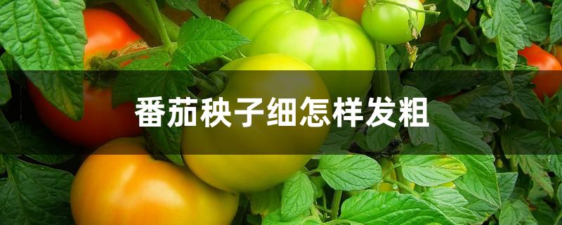 番茄秧子细怎样发粗 番茄秧子细怎样发粗