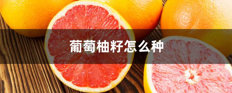 葡萄柚籽怎么种 葡萄柚籽怎么种
