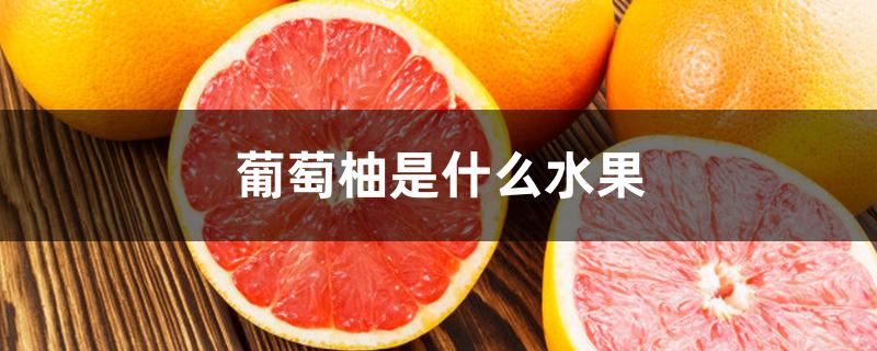 葡萄柚是什么水果 葡萄柚是什么水果