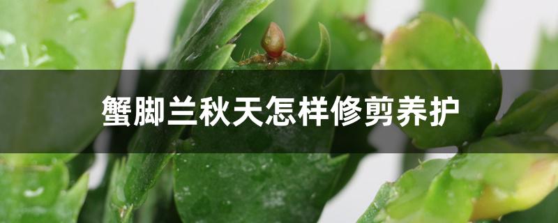 蟹爪兰秋天怎样修剪养护 蟹爪兰秋天怎样修剪养护