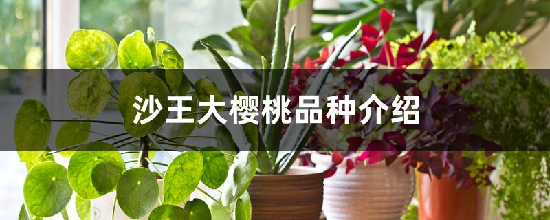 沙王大樱桃品种介绍 沙王大樱桃品种介绍