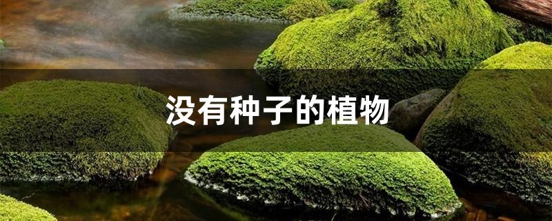 没有种子的植物 没有种子的植物