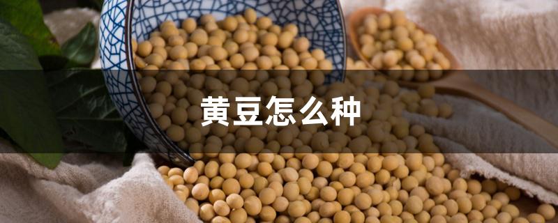 黄豆怎么种 黄豆怎么种