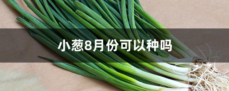 小葱8月份可以种吗 小葱8月份可以种吗