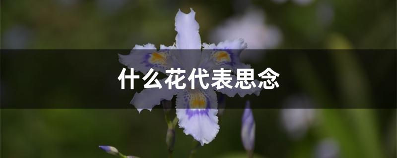 什么花代表思念 什么花代表思念
