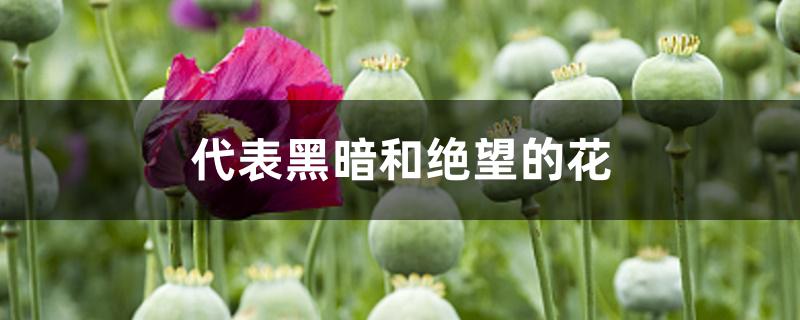 代表黑暗和绝望的花 代表黑暗和绝望的花