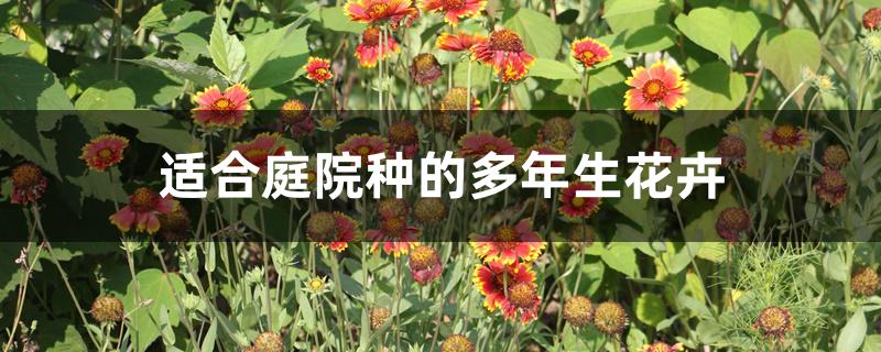适合庭院种的多年生花卉