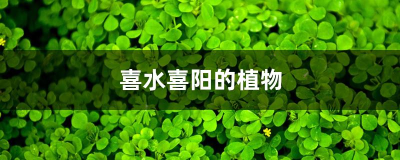 喜水喜阳的植物 喜水喜阳的植物
