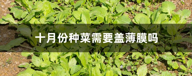 十月份种菜需要盖薄膜吗 十月份种菜需要盖薄膜吗
