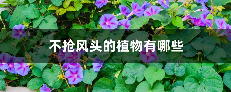 不抢风头的植物有哪些 不抢风头的植物有哪些