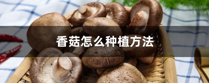 香菇怎么种植方法 香菇怎么种植方法