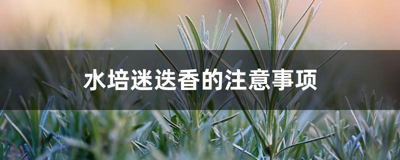水培迷迭香的注意事项 水培迷迭香的注意事项