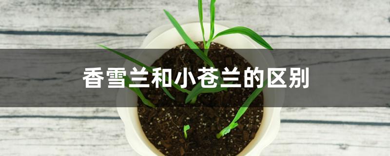 香雪兰和小苍兰的区别 香雪兰和小苍兰的区别